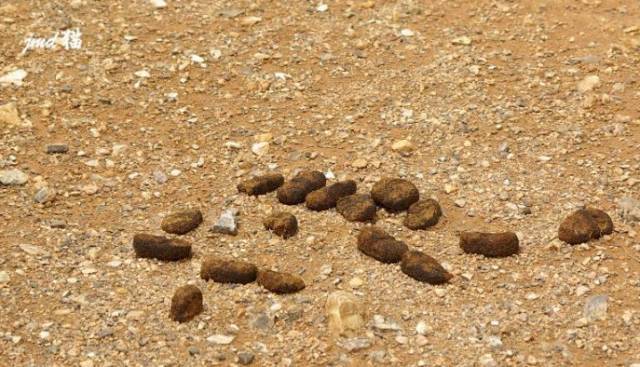 2017年11月蛐蛐热门视频大盘点，最新潮流一网打尽