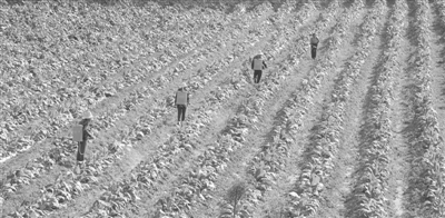 南阳新闻最新动态获取指南，掌握信息获取技能的必备指南（11月14日更新）