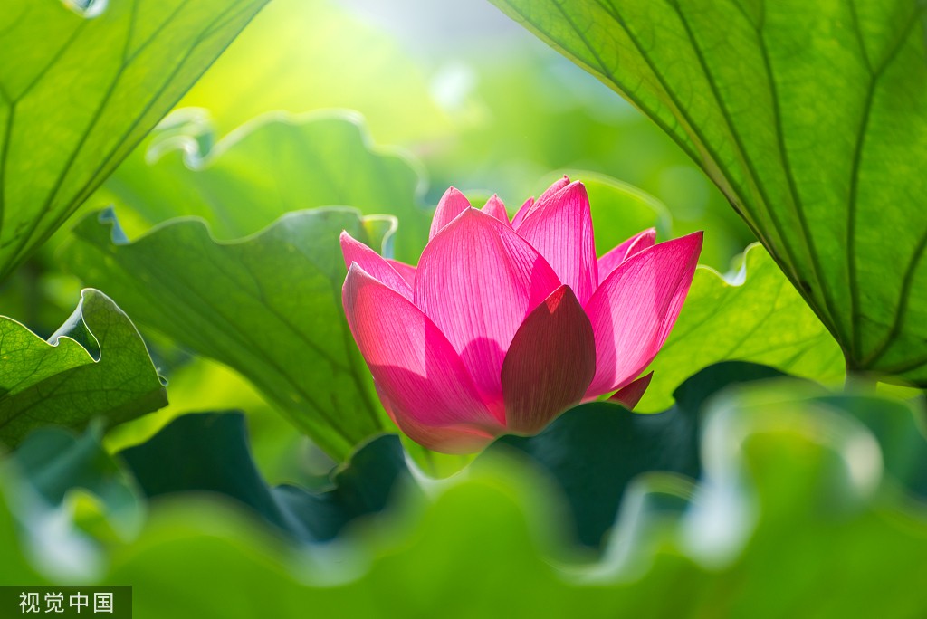 11月莲花景区最新招聘启事，探索自然美景之旅，寻找内心宁静与平和的英才同伴