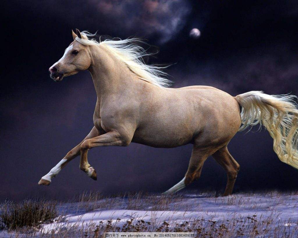 最新马病防治技术解读，助力马匹健康（2024年最新版）