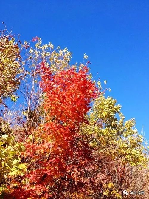 十一月十五寸芒新章，自然美景的治愈之旅