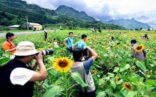 成都莴笋最新价格揭秘，踏上心灵宁静之旅，探寻莴笋之乡