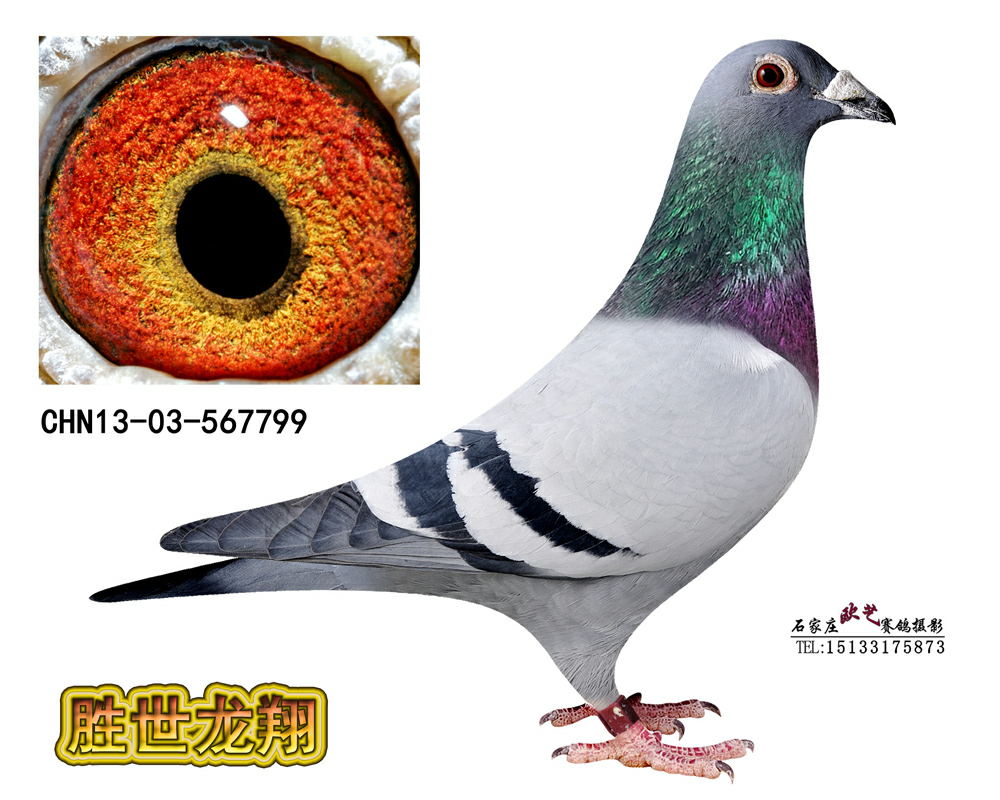 解读历史上的11月16日，bob公棚2017年最新公告及其深远影响