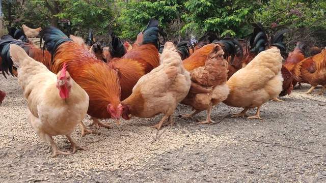揭秘最新地址野鸡背后的独特小店故事，巷弄深处的惊喜探索