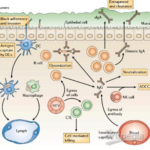 疫苗研发最新进展详解，从技能学习到研发过程的深度解析
