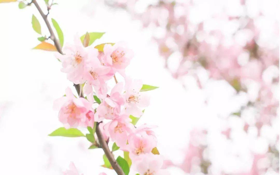 橘虞初梦 第13页