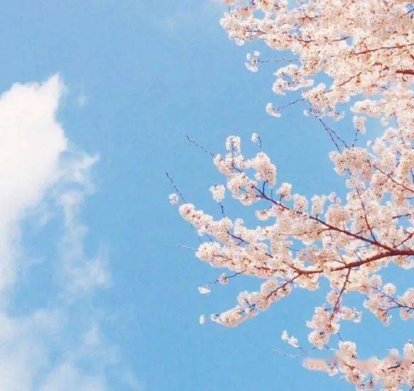 樱花社区十一月新篇章深度解析，背景、事件与影响探讨