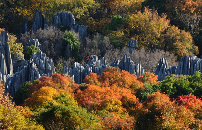 往年11月17日石林风景区最新招聘，石林风景区最新招聘动态——揭秘岗位与机遇