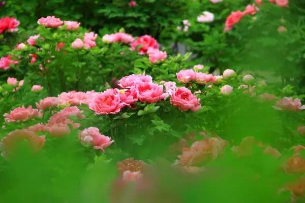 初夏花开之际,静待雨润心田的美好时光