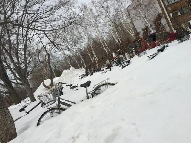 重庆看雪实时直播间，沉浸式体验冬日雪景