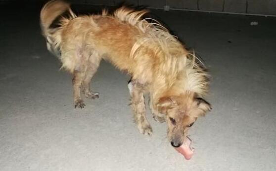 狗只突发抽搐现象揭秘，原因、应对与关注重点！