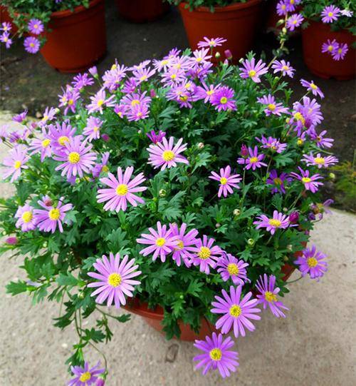 姬小菊开花不断怎么修剪：姬小菊只长叶子不开花怎么办 