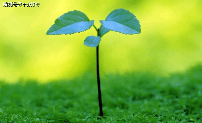 午安励志语录与美图欣赏，生日启航，追逐梦想的力量之源