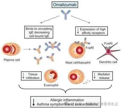 奥马珠单抗用药规范：奥马珠单抗用法疗程 