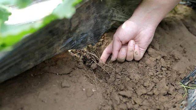 高效生物菌：各种生物菌剂的功效 