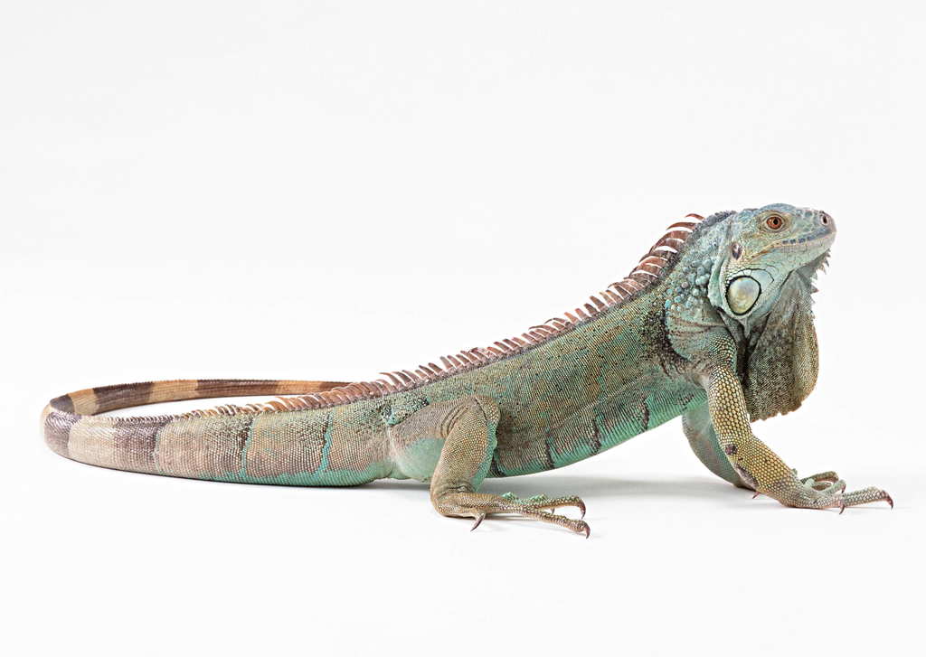 蜥蜴炮制规范图片：蜥蜴怎么烧 