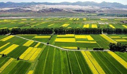 塔城高效农田项目：塔城农作物 
