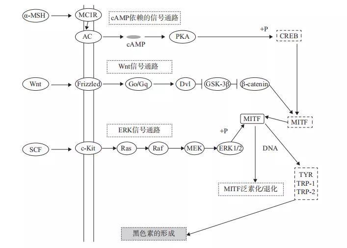 an高效：按高效液相色谱法测定,冬虫夏草含腺苷不得少于 