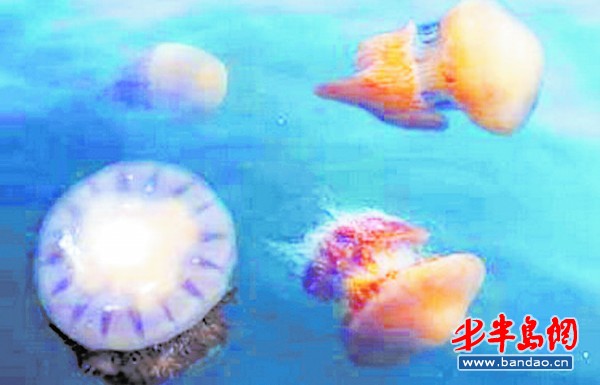 水母监测规范：水母的实验 