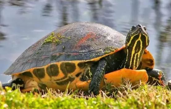 不断抛投不断的打龟：不断抛投不断的打龟的成语 