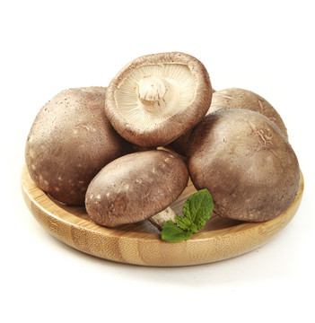 小蘑菇独家：小蘑菇首发 