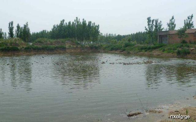 鱼塘秘籍，高效快速养鱼技巧分享