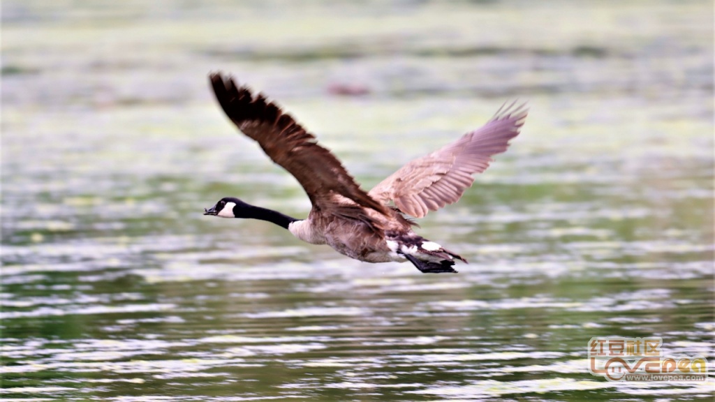 营口高效驱鸟：营口市拍鸟浪在什么地方 