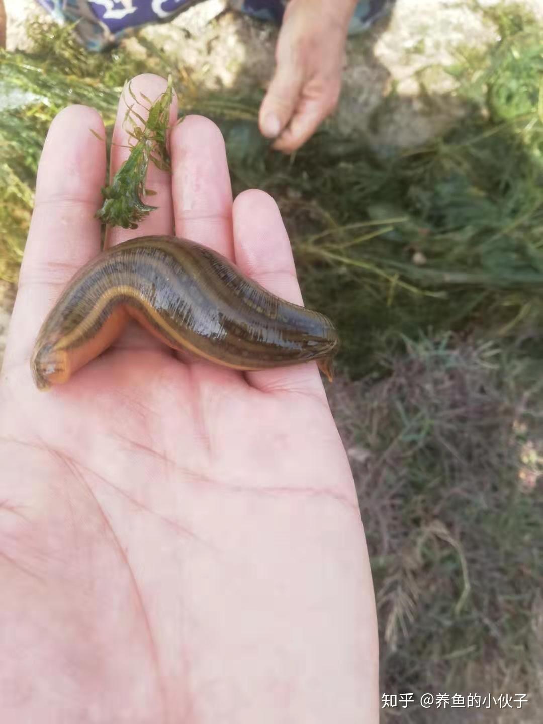 水蛭高效养殖技术：水蛭养殖视频技术指导 