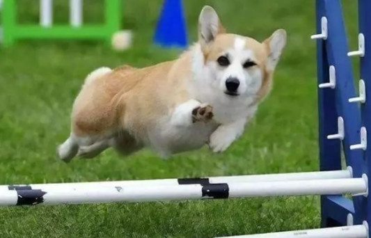 小体型狗狗智商大揭秘，TOP10排名榜单！