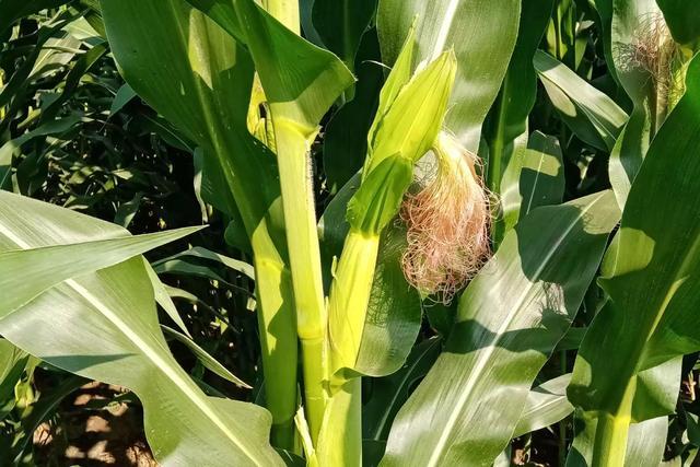 玉米最新资讯，今日报道、市场动态一览