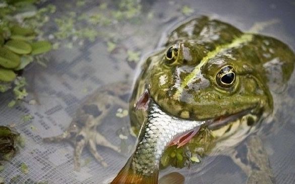 高效捕青蛙方法： 