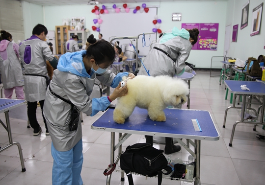 连云港宠物店宣传：连云港宠物美容师宠物美容培训学校 