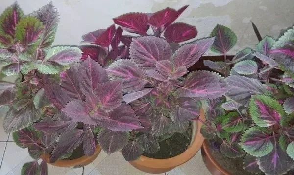 紫苏种植与销量榜单TOP10深度解析