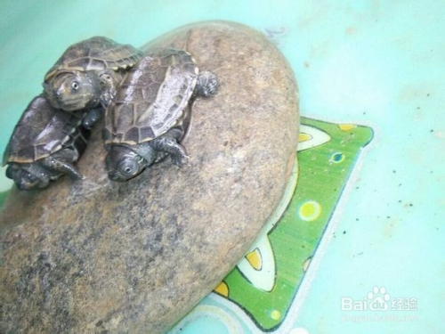 百度经验分享，钓乌龟的实用方法与技巧