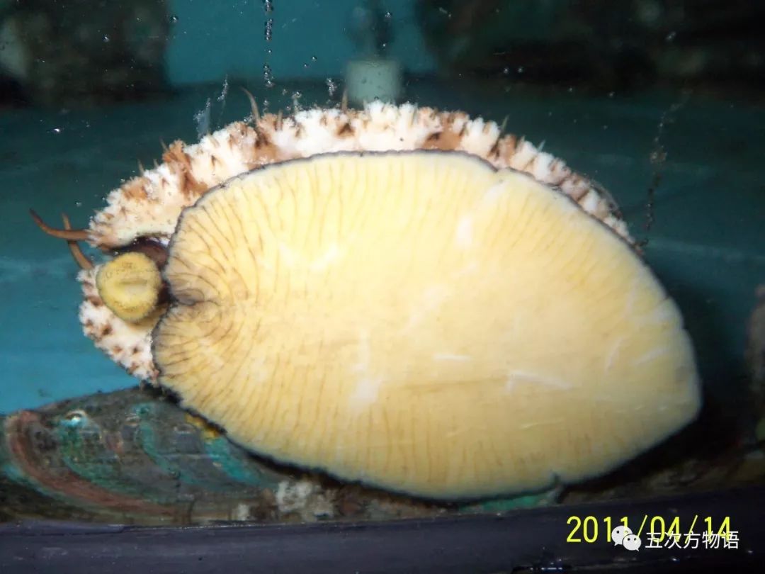 鲍鱼高效附着器材，引领海洋养殖革新之道