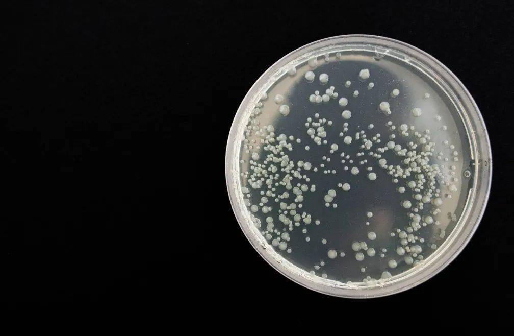 手上菌落实验：手上菌落不能超过几个 