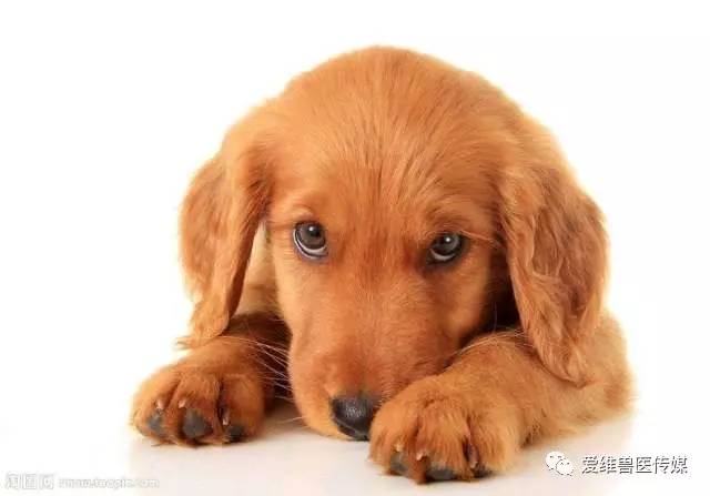 狗狗突发脑炎紧急应对！症状解析与处理方法一网打尽