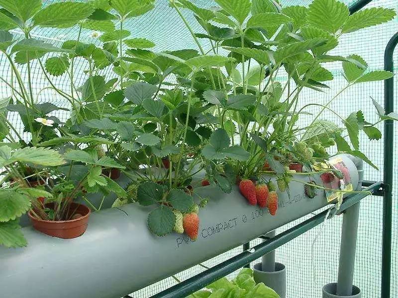 有利于高效率大面积培养：大面积培育植物的方法 