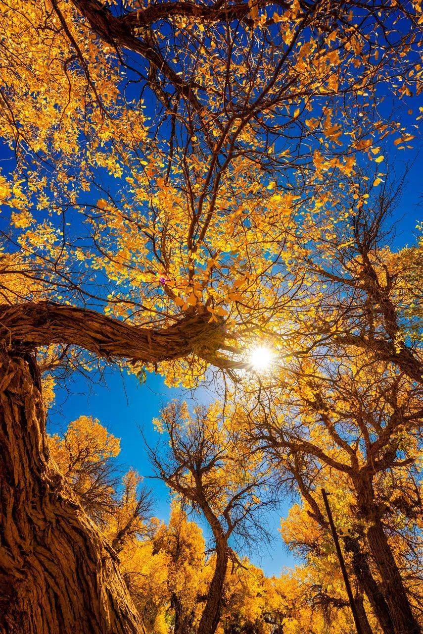 探寻中国溪水中隐藏的瑰宝，溪水鱼排名前十榜单揭晓！