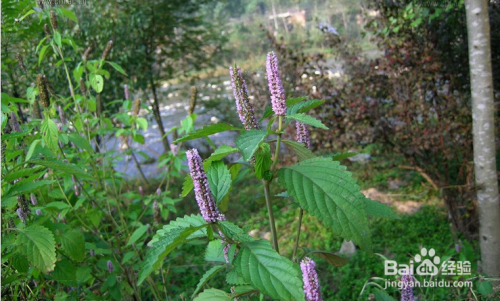 百度收录推荐标题，香薷散，功效大揭秘，百度独家解析！