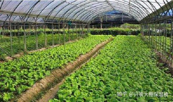 史丹利高效蔬菜肥：史丹利园艺肥 