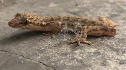 家里壁虎不断：家里面壁虎 