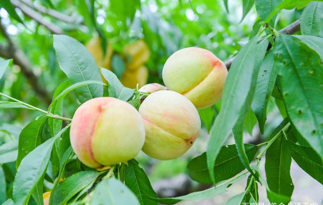 世界桃子品种大盘点，排名揭秘，让你一睹风采！