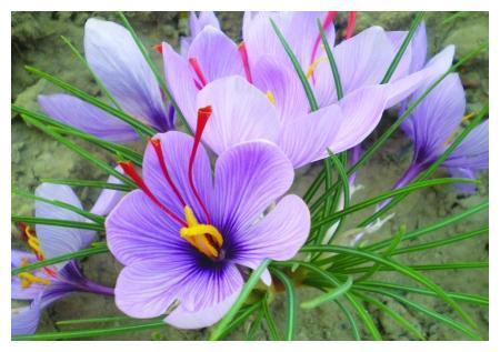 世界珍贵花草排行榜TOP10，你最喜欢哪一种？