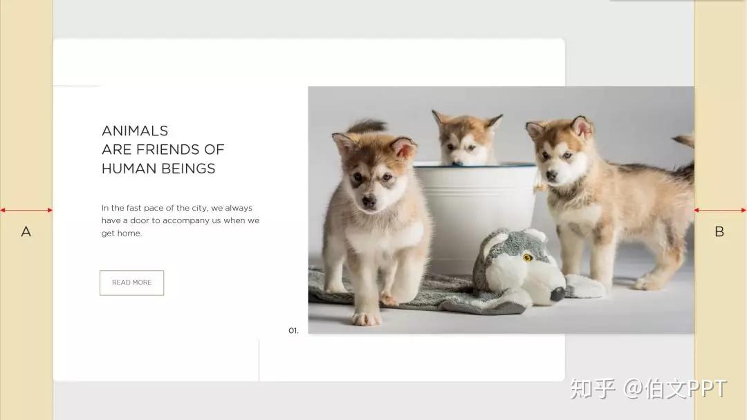 动物专题节目图片的魅力与影响力，揭秘生态之美，吸引视觉焦点！