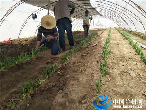 脱贫攻坚项目的实践与探索，落地生根，成效显著