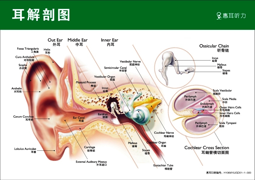 耳朵突发听力下降伴随头晕，原因解析、诊断及治疗方法全攻略