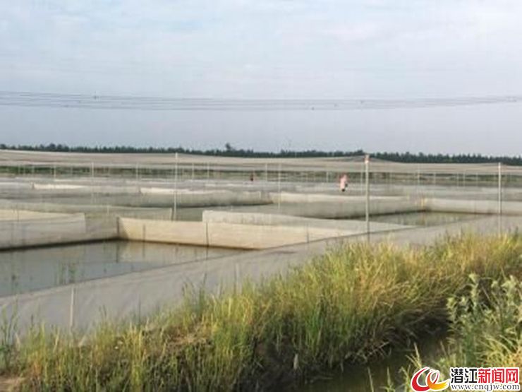 高效治理乡村，打造美丽乡村新篇章