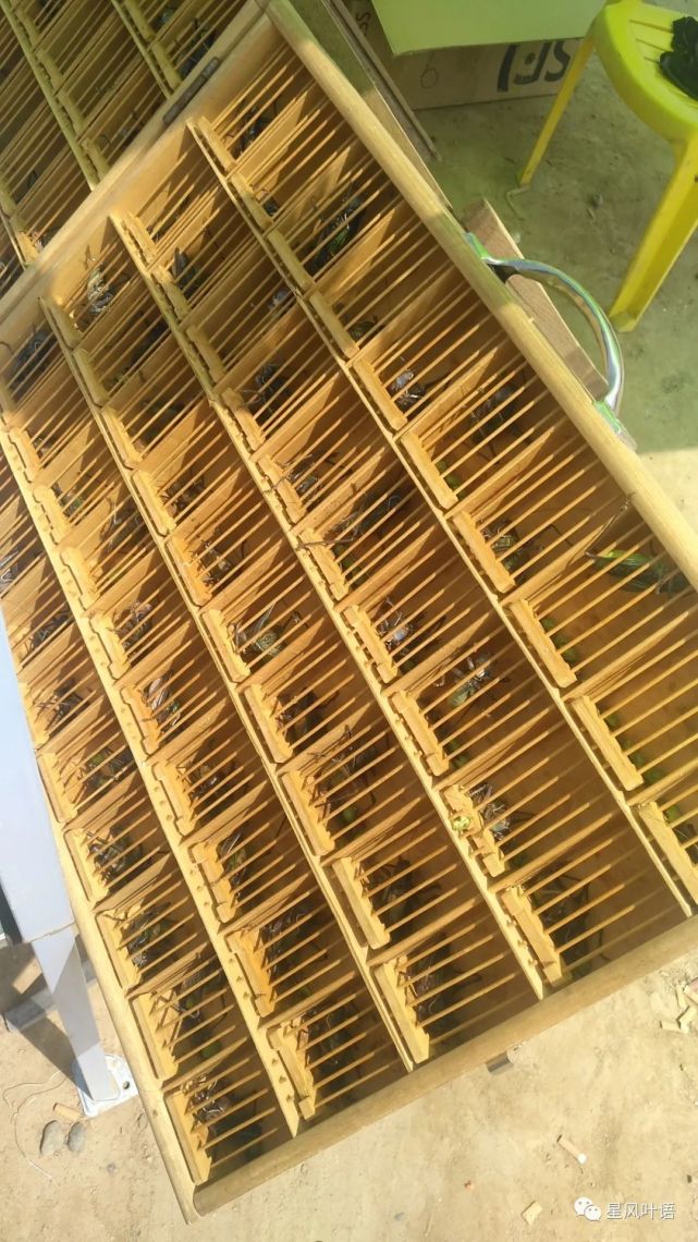 七里河鸽子市未来规划揭秘，2024年最新动态重磅来袭！