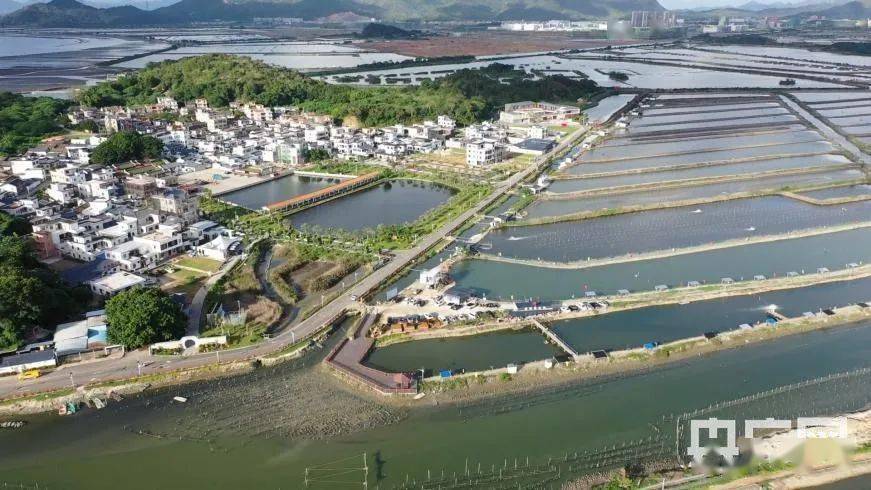 晨洲蚝乡旅游区探秘，一站式休闲度假攻略